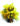 bouquet-di-mimosa.jpg