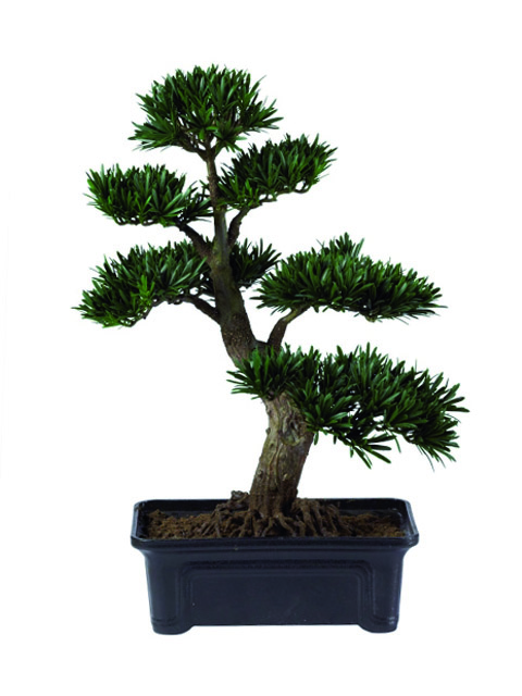 pianta bonsai a domicilio