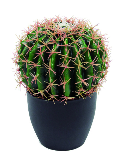 pianta grassa Bag Cactus a domicilio
