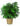 pianta-schefflera.jpg
