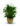 pianta-spathiphyllum.jpg