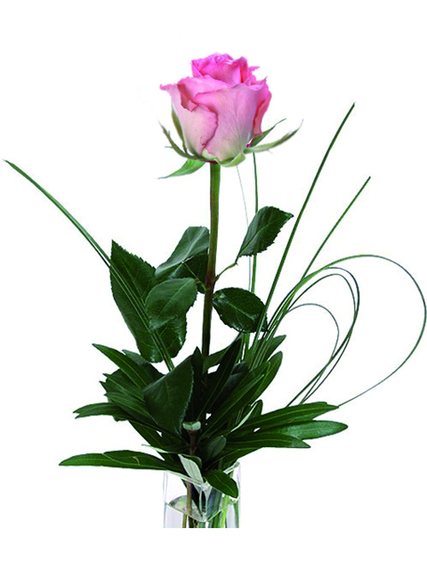 una rosa rosa a domicilio