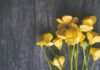fiori gialli cosa simboleggiano