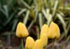 tulipani i fiori della primavera