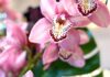 cesto di fiori nel rosa