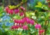 i giardini in fiore