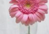 Gerbere rosa cosa simboleggiano