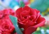 un cuore di rose per una nascita